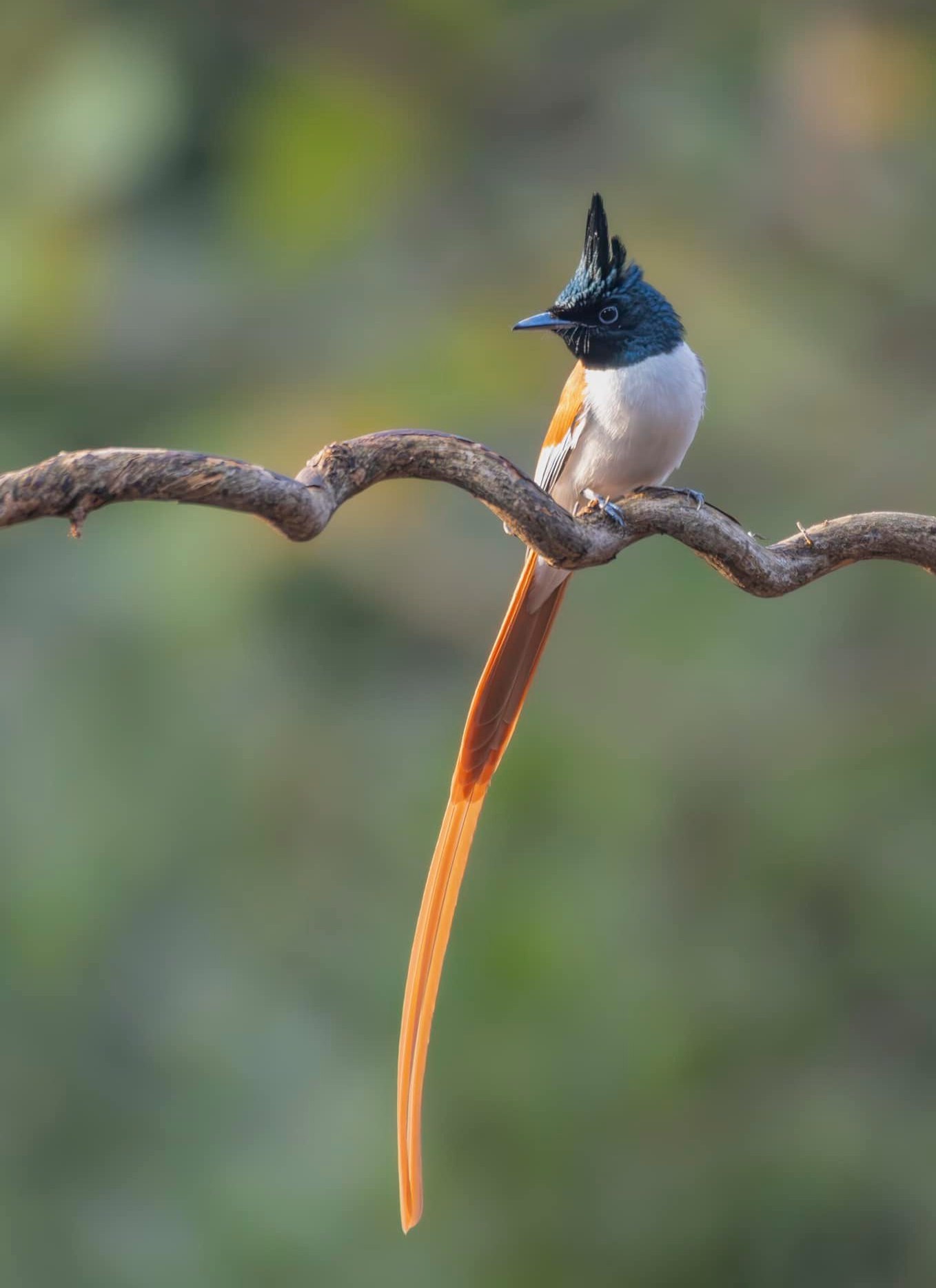 Indian paradise Flycatcher Bird